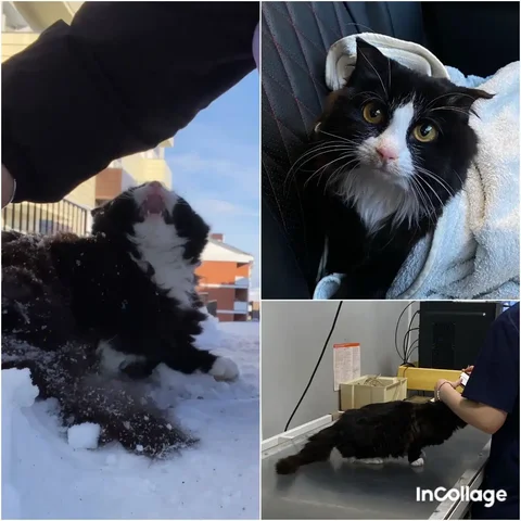 Найдена кошечка в Улан-Удэ, ищет дом - Передержка животных в Улан-Удэ