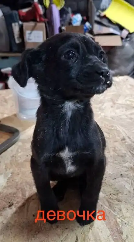 Щенята в добрые руки в Улан-Удэ - Собаки (Животные) в Улан-Удэ