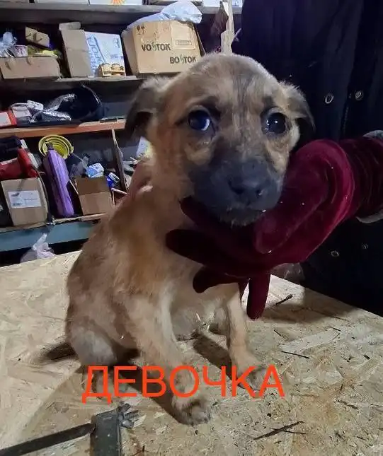 Щенята в добрые руки в Улан-Удэ - Собаки (Животные) в Улан-Удэ