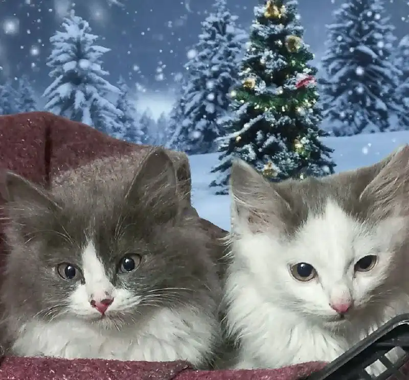 Очаровательные девочки ищут дом - Кошки (Животные) в Улан-Удэ