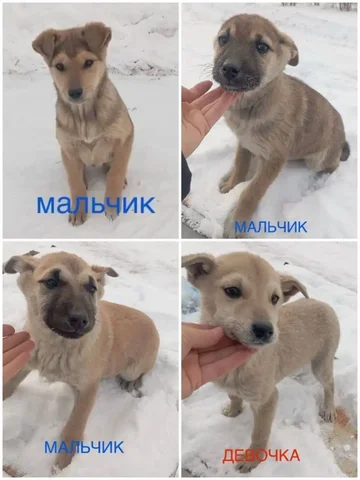 Щенки в добрые руки в Улан-Удэ - Передержка животных в Улан-Удэ