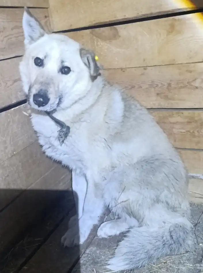 Потерянное животное в 100 квартале - Потерянные/найденные (Животные) в Улан-Удэ