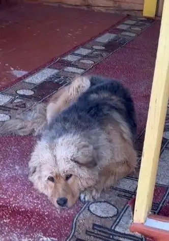 Найденная собака в Улан-Удэ - Собаки (Животные) в Улан-Удэ