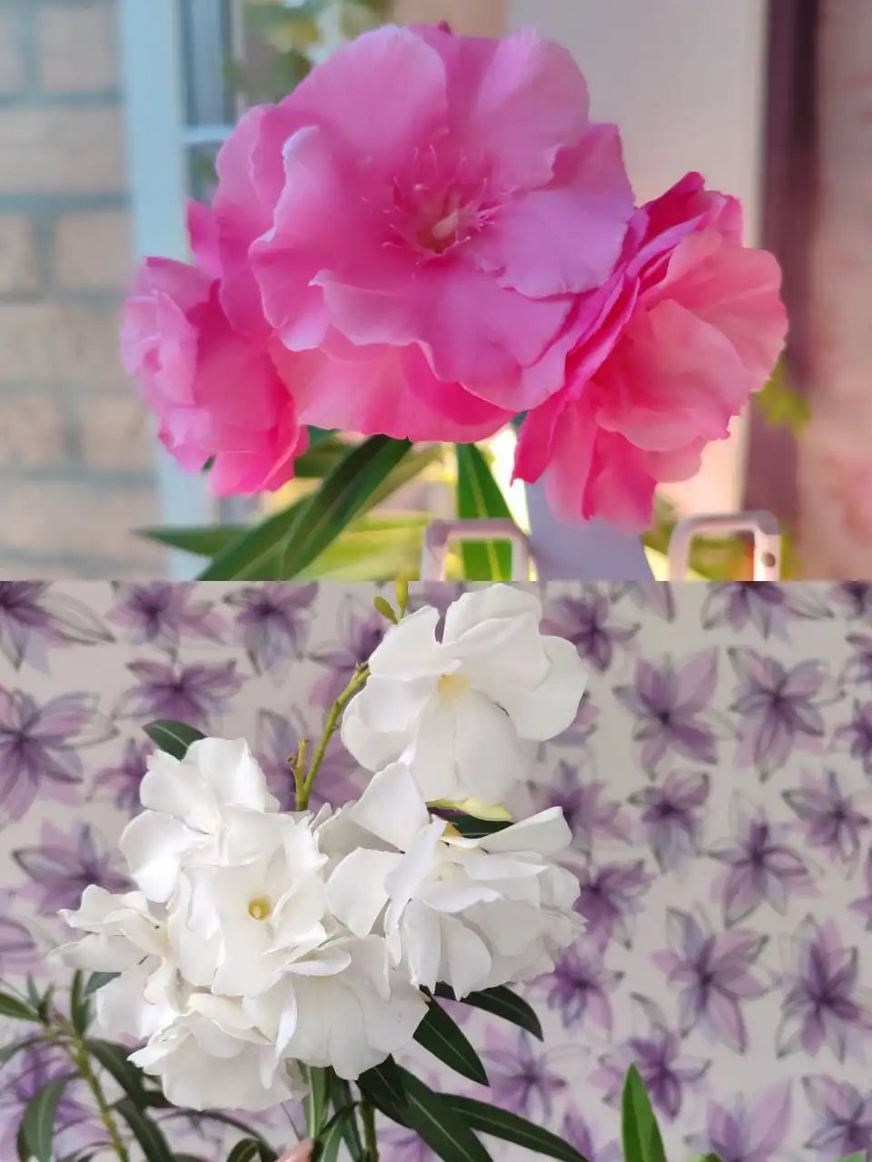 Укоренение махровых олеандров под заказ - Растения (Барахолка) в Улан-Удэ