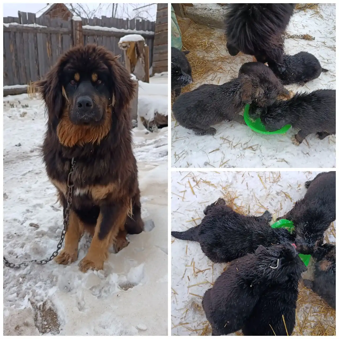 Щенки в добрые руки - Собаки (Животные) в Улан-Удэ