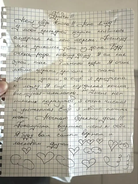 Кошка нуждается в доме - Передержка животных в Улан-Удэ