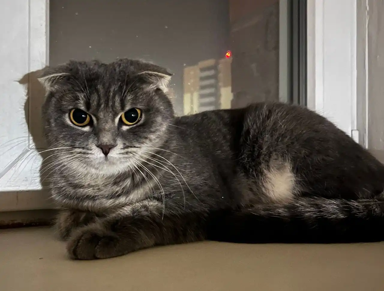 Кошка нуждается в доме - Кошки (Животные) в Улан-Удэ