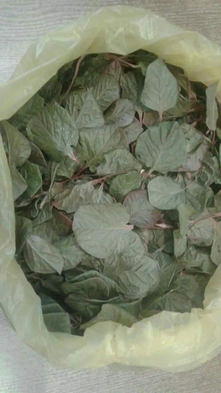 Трава грушанка круглолистная сушеная для лечения бесплодия - Травы/Лекарственные растения (Барахолка) в Улан-Удэ