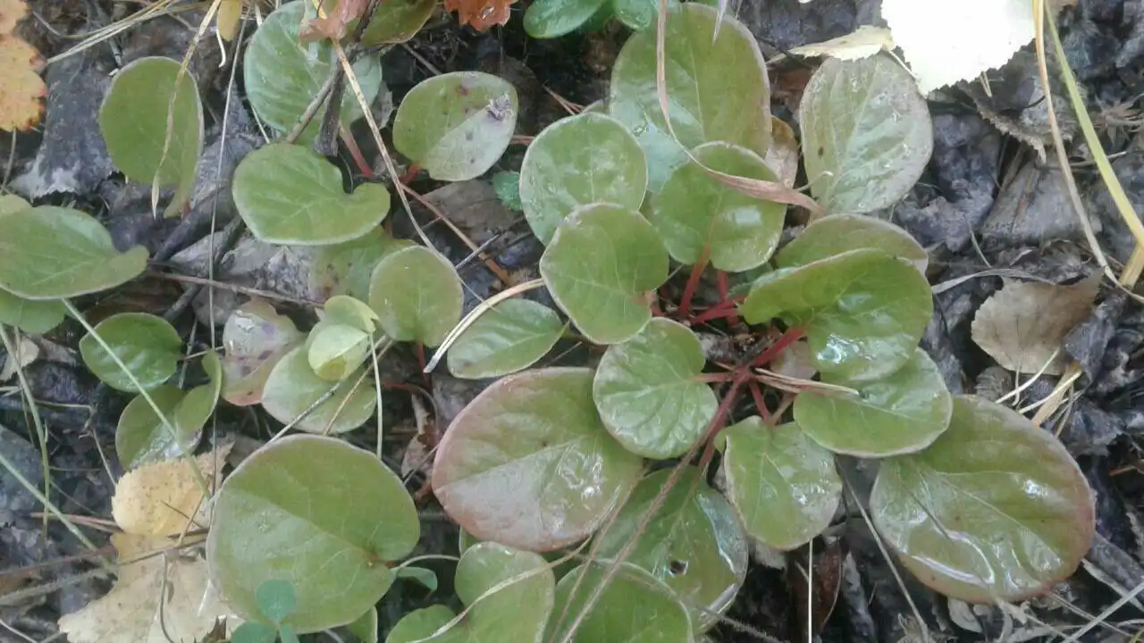 Трава грушанка круглолистная сушеная для лечения бесплодия - Травы/Лекарственные растения (Барахолка) в Улан-Удэ