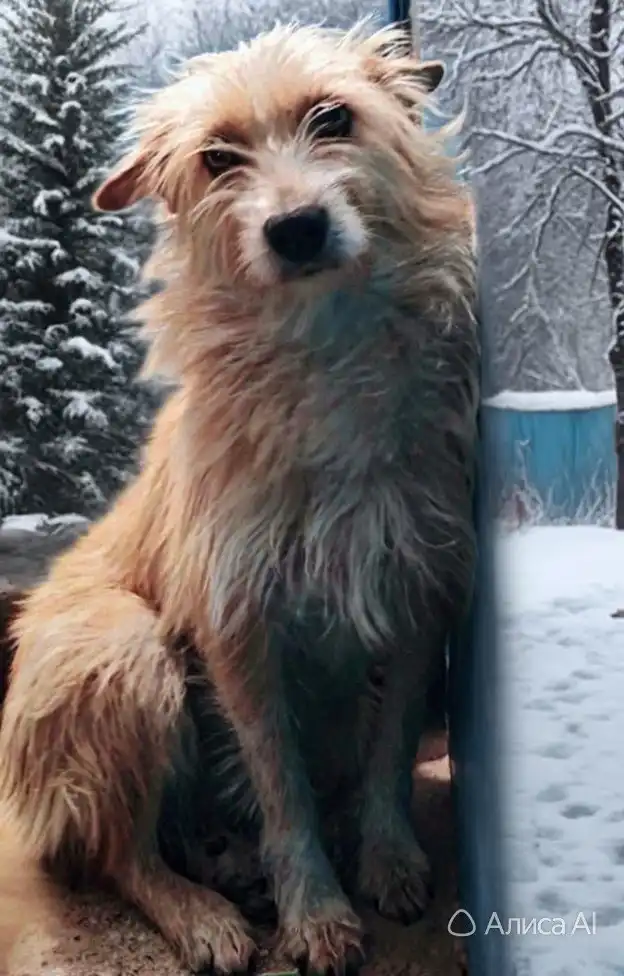 Отдам в добрые руки Джесси - Собаки (Животные) в Улан-Удэ