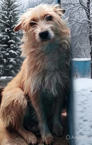 Отдам в добрые руки Джесси - Найденные животные в Улан-Удэ