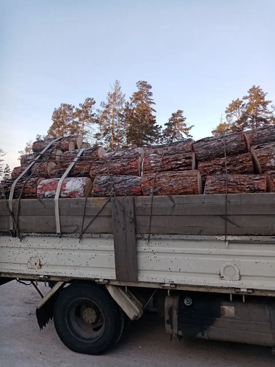 Лиственница полусухая, шесть рядов с наростами - Барахолка в Улан-Удэ