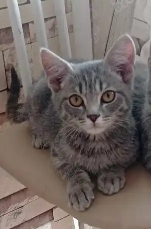 Пристройство котенка в Улан-Удэ - Кошки (Животные) в Улан-Удэ