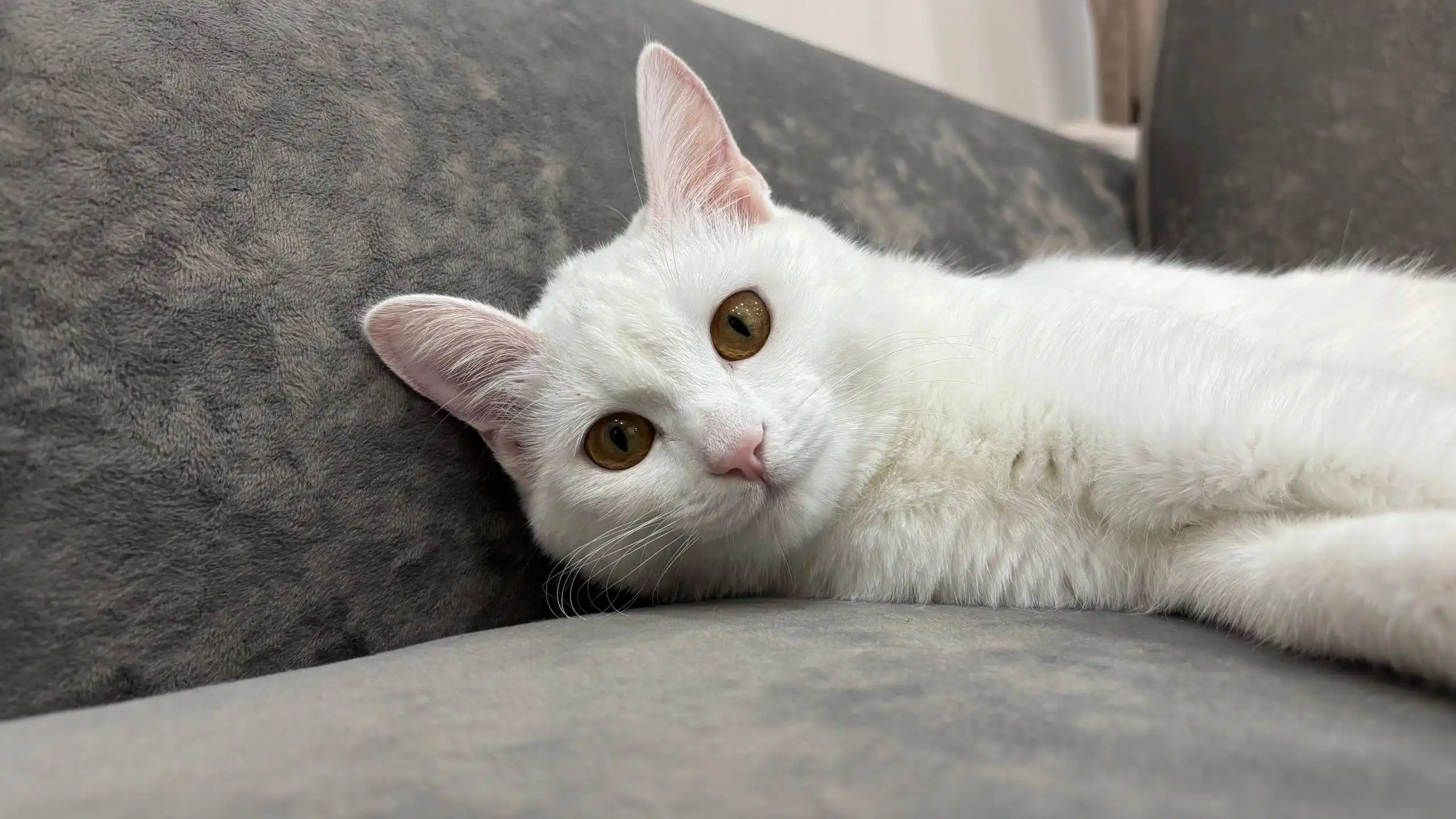 Девочка Лу'на и аксессуары - Животные в Улан-Удэ