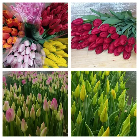 Тюльпаны к празднику 8 Марта, выращенные в Улан-Удэ - Сувениры и подарки в Улан-Удэ