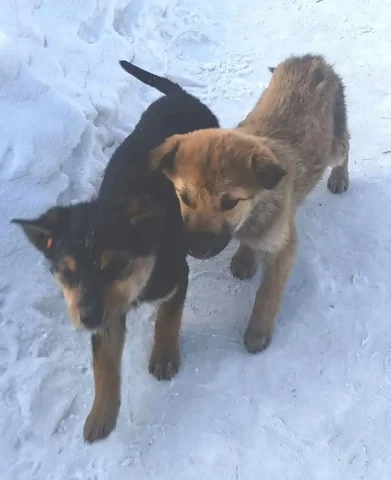 Щенки в Улан-Удэ - частное объявление в Улан-Удэ