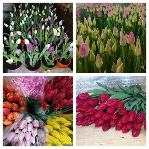 Тюльпаны к 8 Марта в Улан-Удэ - частное объявление в Улан-Удэ