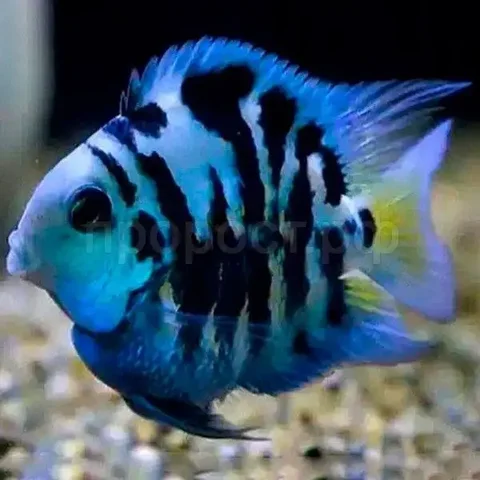 Продажа мальков Сапфирового попугая - частное объявление в Улан-Удэ