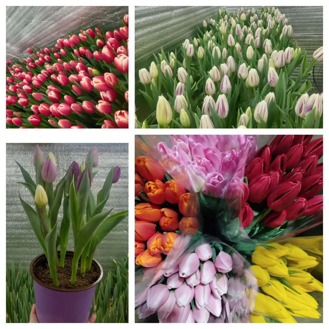 Тюльпаны к празднику 8 марта, выращенные в Улан-Удэ - Цветы (Хобби и отдых) в Улан-Удэ