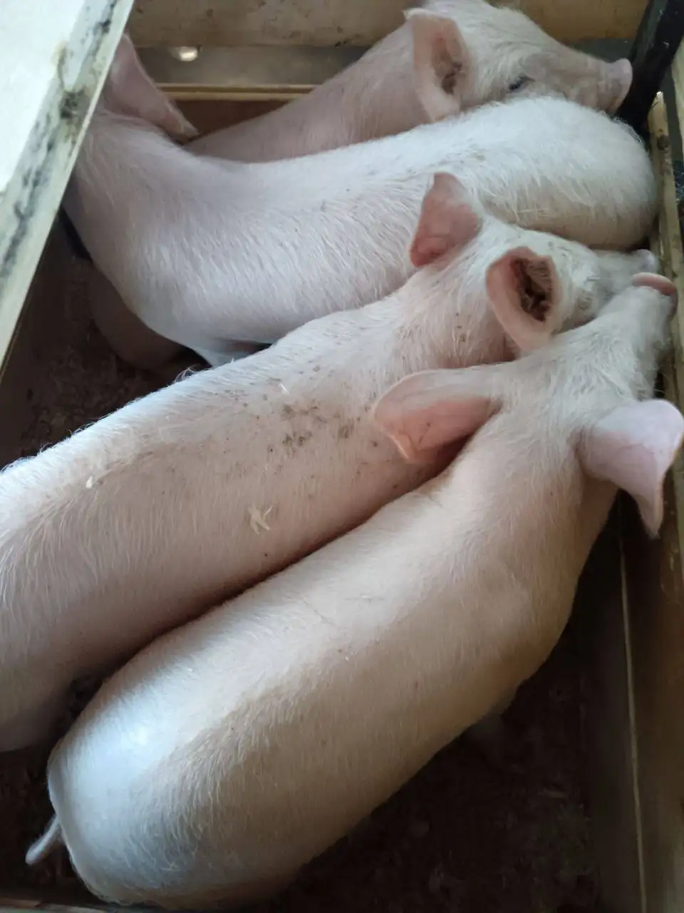 Продажа поросят ландрас и большая белая - Сельскохозяйственные животные (Животные) в Улан-Удэ