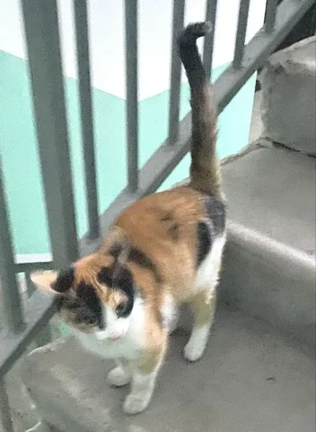 Кошка ищет дом в Улан-Удэ - Кошки в Улан-Удэ