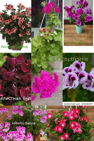 Черенки пеларгонии коралевские, ангелы и плющелистные - Рыбалка и рыбная продукция в Улан-Удэ