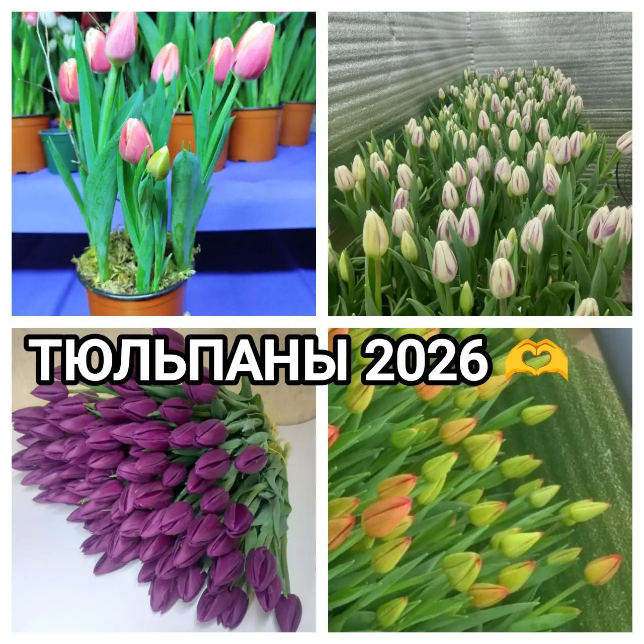 Тюльпаны к 8 Марта в Улан-Удэ - Растения/Цветы (Барахолка) в Улан-Удэ