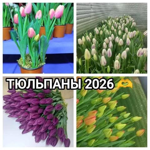 Тюльпаны к 8 Марта в Улан-Удэ - Посуда в Улан-Удэ