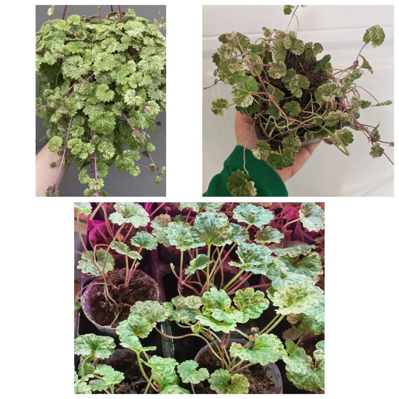 Будра плющевидная Вариегатная "Диплет лайт" - ампельное растение - Растения (Барахолка) в Улан-Удэ