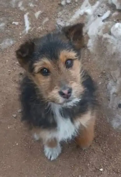 Девочка-щенок ищет дом в Улан-Удэ - Собаки (Животные) в Улан-Удэ