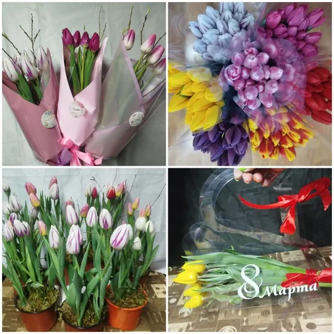 Продам тюльпаны выращенные в Улан-Удэ - Товары для животных в Улан-Удэ