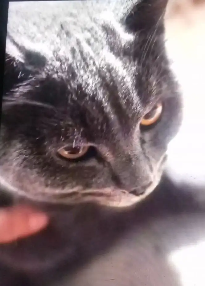 Отдам в добрые руки молодого котика в Улан-Удэ - Кошки (Животные) в Улан-Удэ