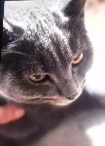 Отдам в добрые руки молодого котика в Улан-Удэ - Инвентарь для животных в Улан-Удэ