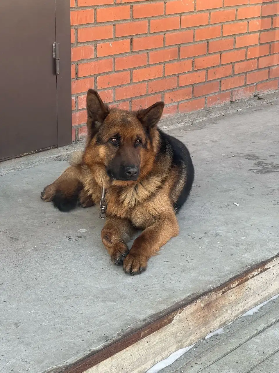 Потерялась собака породы немец в Улан-Удэ - Собаки (Животные) в Улан-Удэ