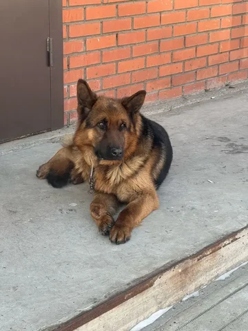 Потерялась собака породы немец в Улан-Удэ - Инвентарь для животных в Улан-Удэ