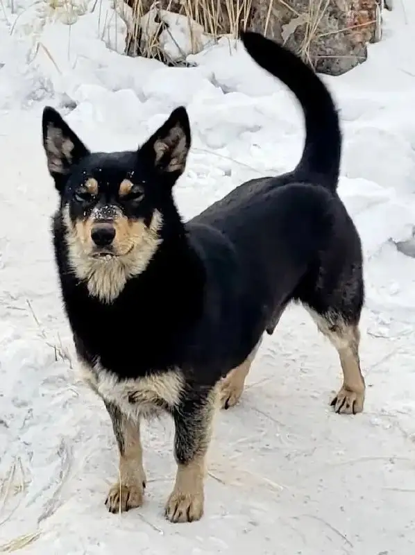 Поиск дома для умной контактной собаки - Собаки (Животные) в Улан-Удэ