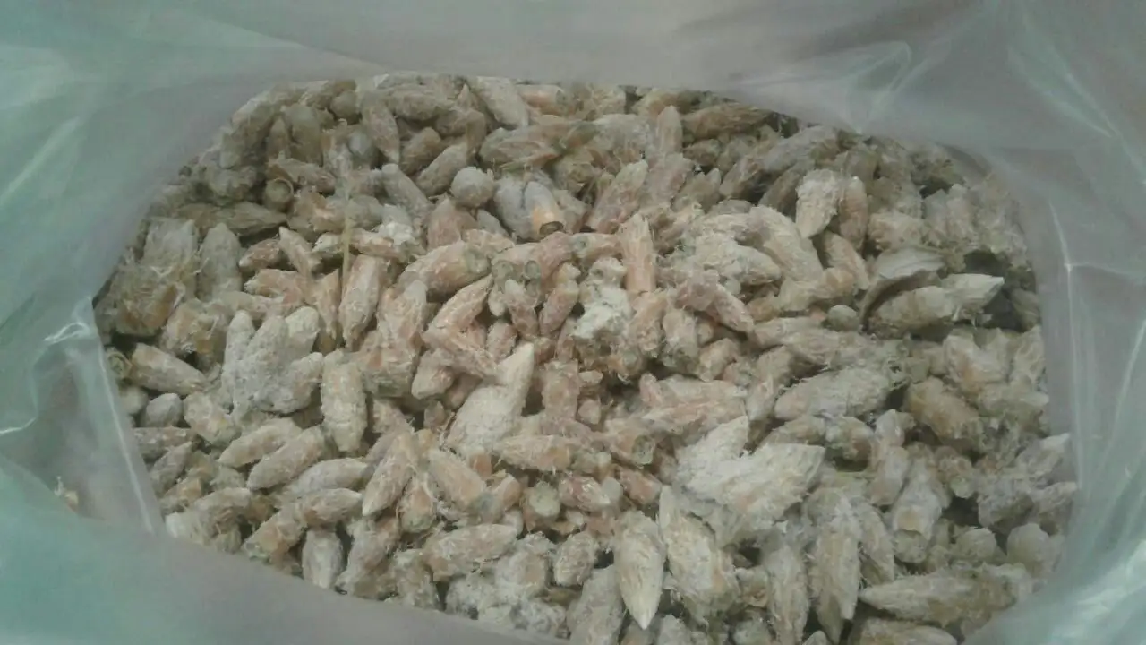 Сосновая почка для лечения легких и кашля - Натуральные продукты (Барахолка) в Улан-Удэ