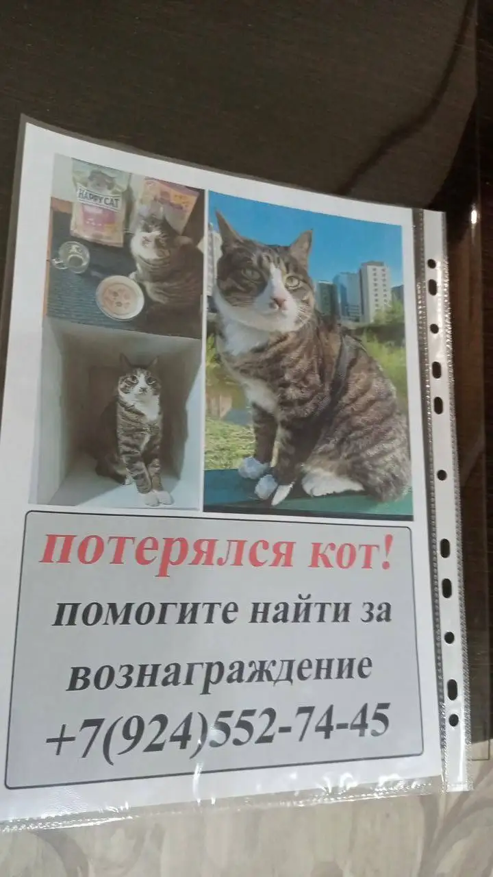 Пропал кот в 105 квартале Улан-Удэ - Животные в Улан-Удэ