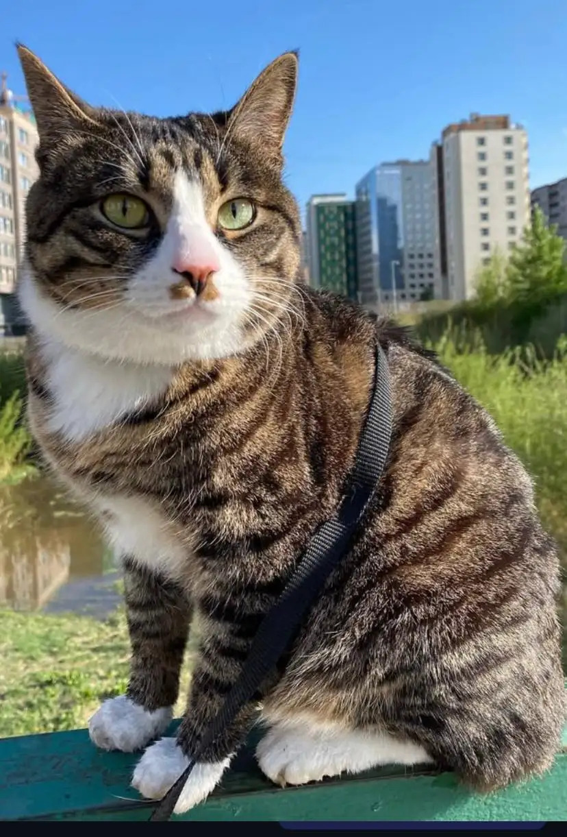 Пропал кот в 105 квартале Улан-Удэ - Животные в Улан-Удэ