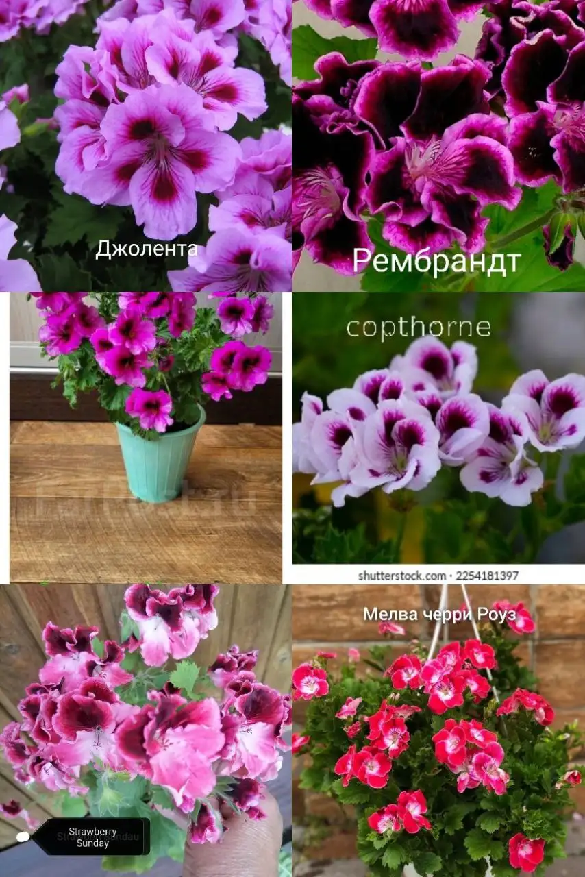 Укорененные черенки пеларгонии - Растения/Садоводство (Хобби и отдых) в Улан-Удэ