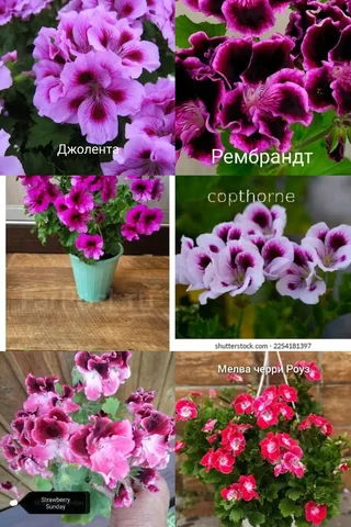 Укорененные черенки пеларгонии - Резьба по дереву/Рукоделие в Улан-Удэ