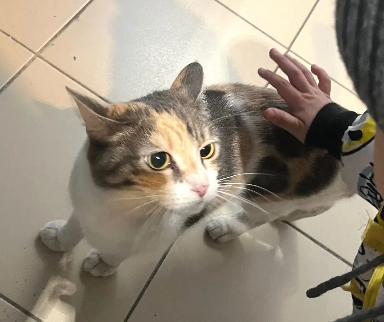 Трехцветная кошечка в подъезде Улан-Удэ - Кошки (Животные) в Улан-Удэ