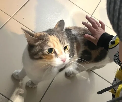 Трехцветная кошечка в подъезде Улан-Удэ - частное объявление в Улан-Удэ