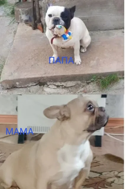 Щенки французского бульдога - частное объявление в Улан-Удэ