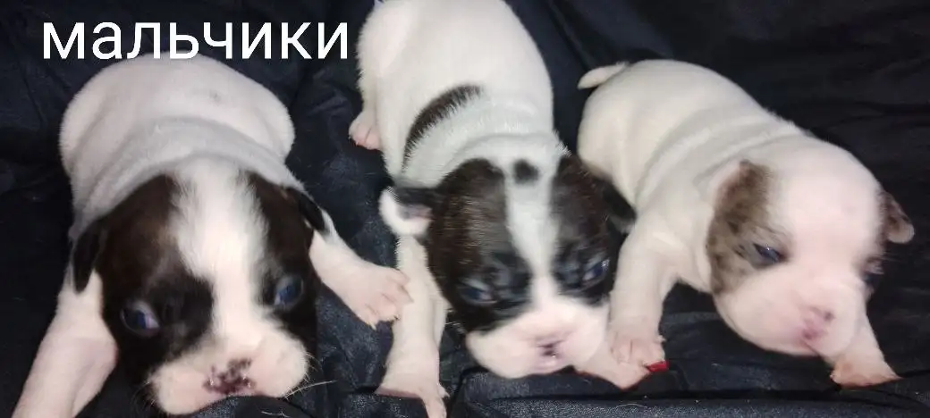 Щенки французского бульдога - Собаки (Животные) в Улан-Удэ