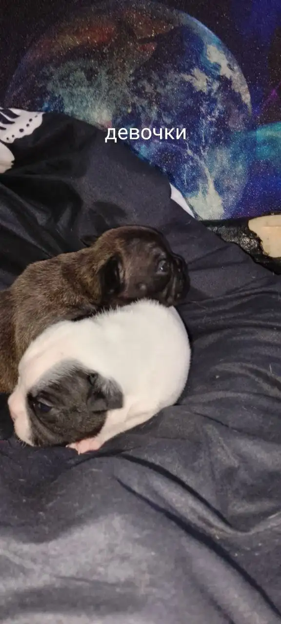 Щенки французского бульдога - Собаки (Животные) в Улан-Удэ