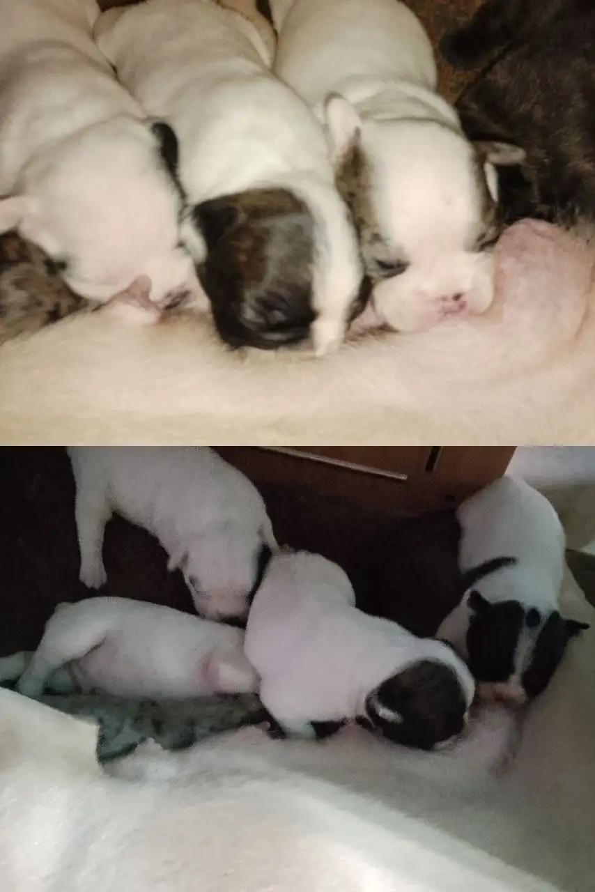 Щенки французского бульдога - Собаки (Животные) в Улан-Удэ