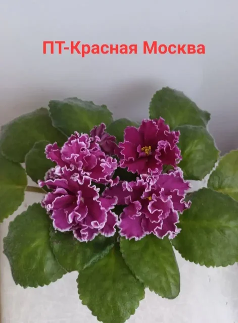 Сортовые фиалки - Резьба по дереву/Рукоделие в Улан-Удэ