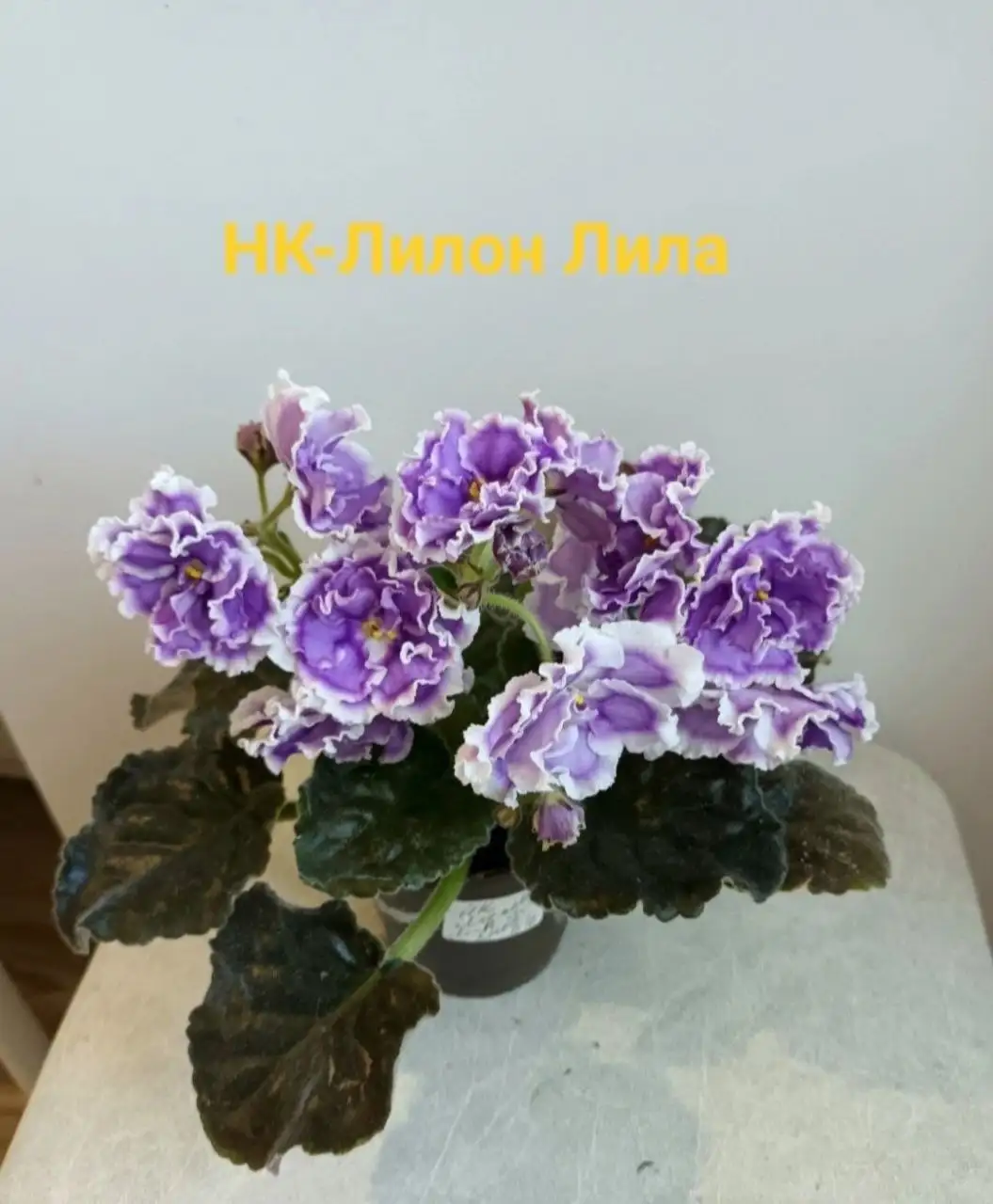 Сортовые фиалки - Растения (Хобби и отдых) в Улан-Удэ