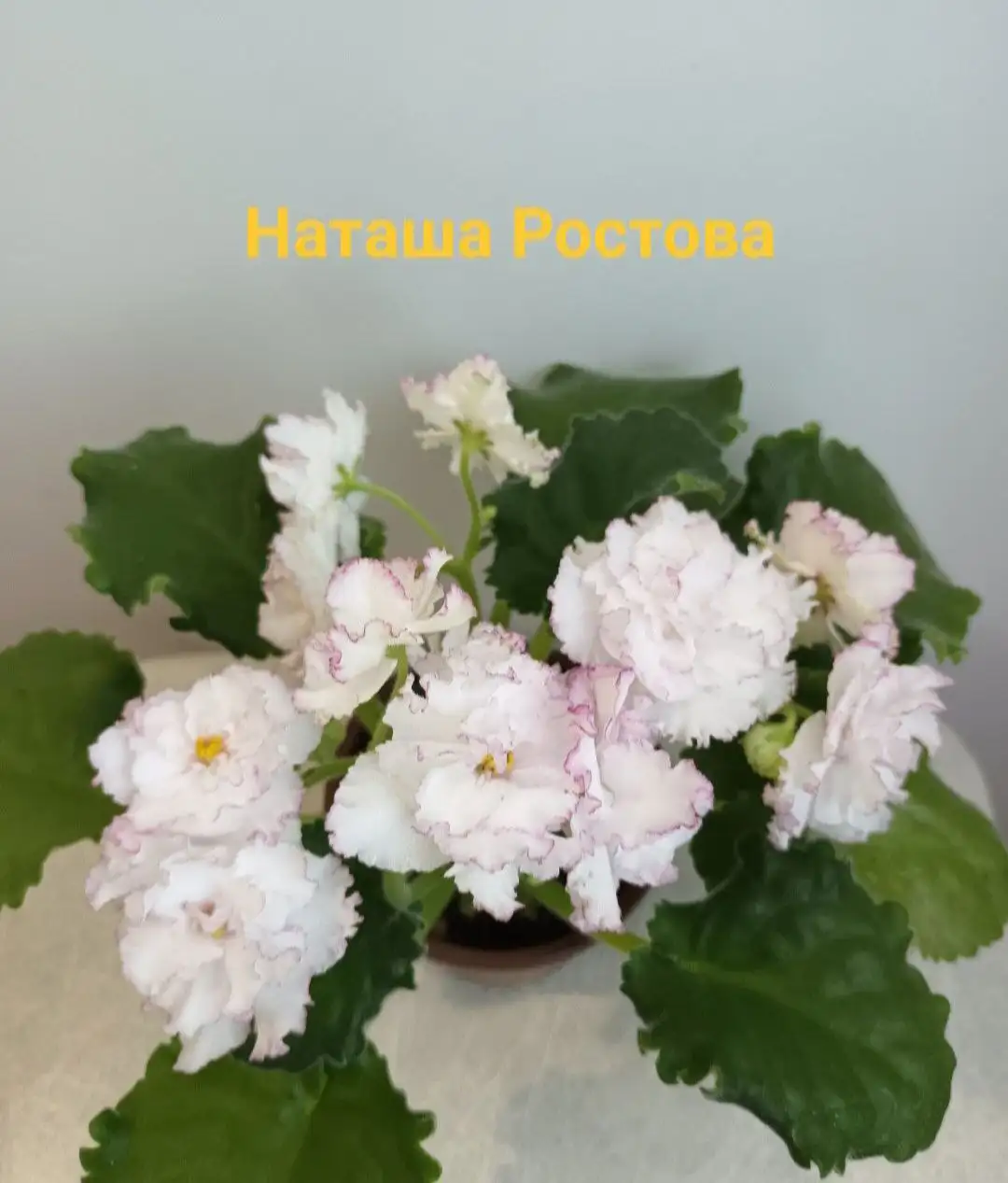 Сортовые фиалки - Растения (Хобби и отдых) в Улан-Удэ